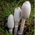 Extrait de comatus de coprinus naturel