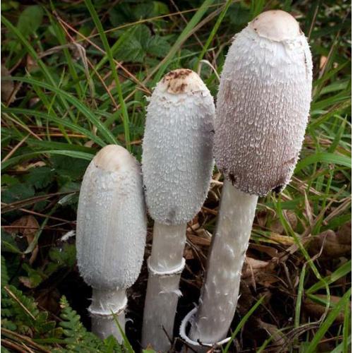 Natural Coprinus Comatus Extract