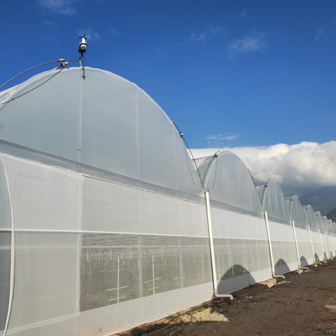 greenhouse_film (11)