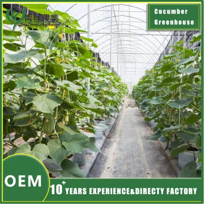 Cucumber Greenhouse for Fresh Produce
