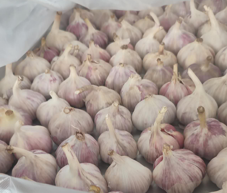 Fresh Garlic