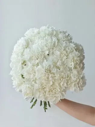 Polar rout single carnation
