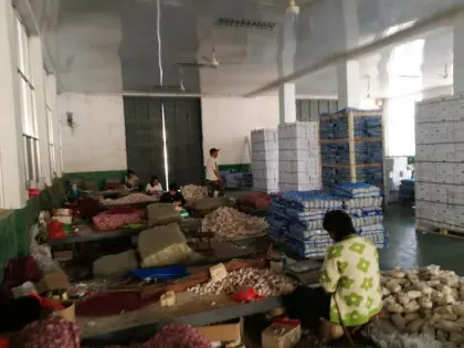 Fresh Solo Garlic Basket