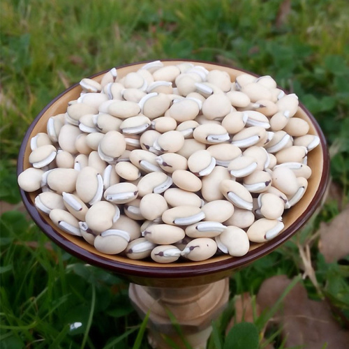 Organic Dolichos Lablab Extract for Enhanced Nutritional Benefits
