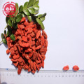 Certified Wholesale Top Grade Low pesticide Goji Berries