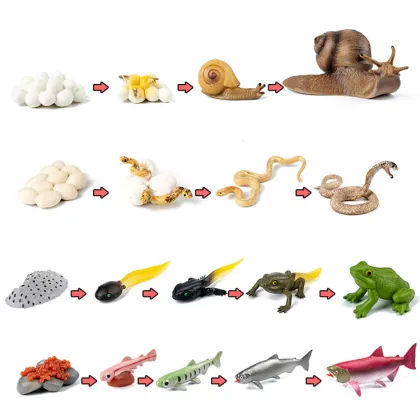 Montessori Wooden Plant Growth Cycle Model: An Educational Toy for Life Science Exploration