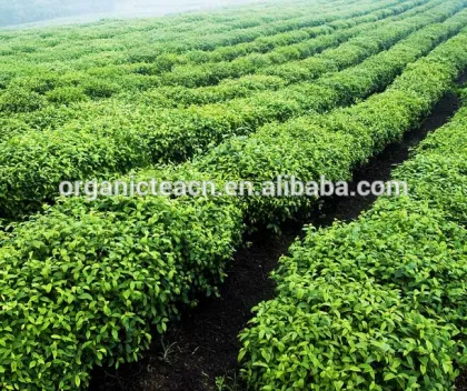 west lake dragon well tea, organic longjing tea/lungching green tea