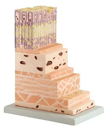 Gastric Wall Hierarchical Model