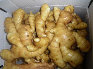 2018 new crop fat fresh ginger