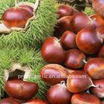 2011 crop fresh chestnuts