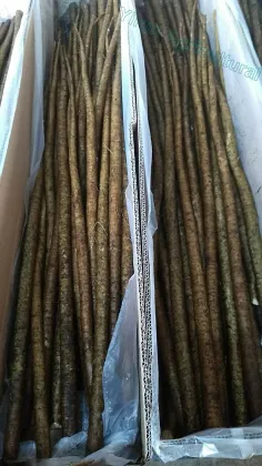 Natural Fresh Burdock Root 2018 season