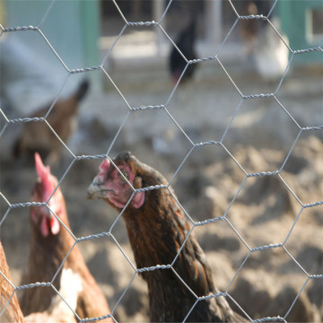 Maille de poulet en fil de fer hexagonal galvanisé