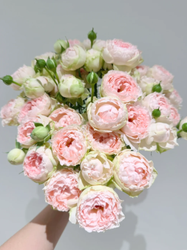 Baby Chameleon Spray Rose