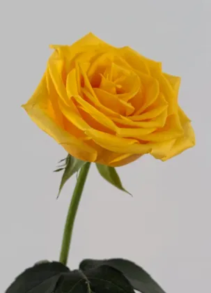 Luxury Yellow Golden Strike Rose Single-Headed
