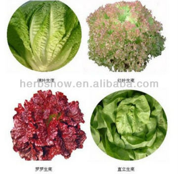 High Quality Lettuce Seeds & iceberg lettuce