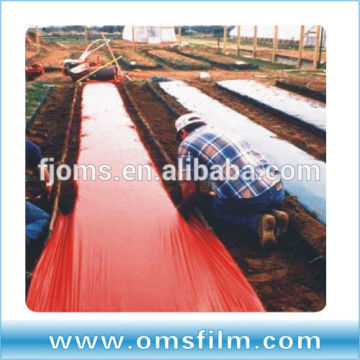 Green and red plastic mulch for earlier crops
