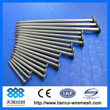 Spply polish common nails/common wire nail with good quality