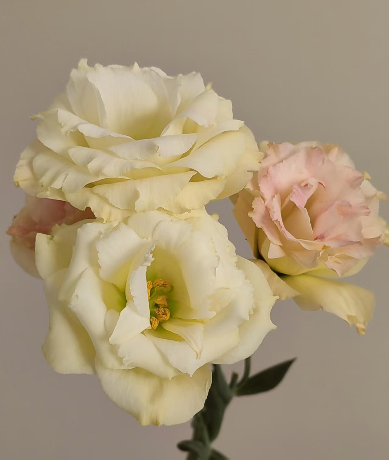 Champagne Lisianthus