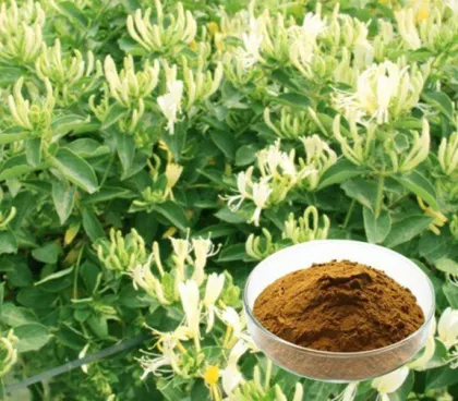 Best pure natural Honeysuckle Extract in stock