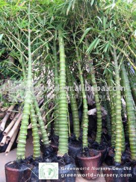 bambusa ventricosa trees