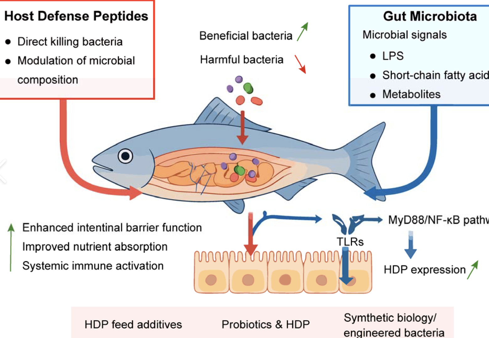 High Purity Fish Protein Peptide