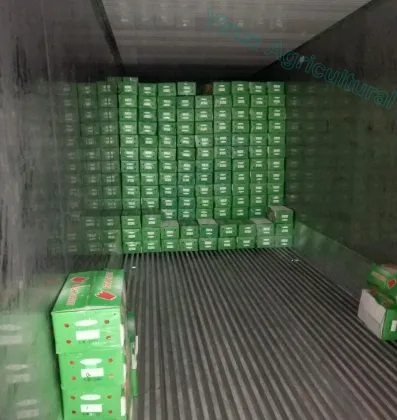 Wholesale Fresh Carrots of New Crop