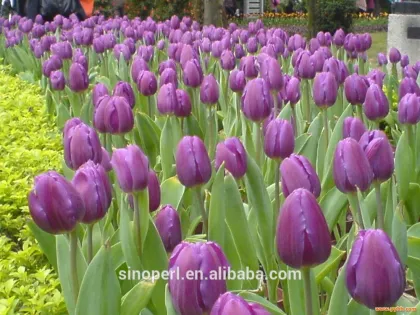 Expanded Perlite for Horticulture