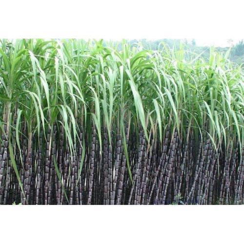 Pesticide herbicide Tebuthiuron 97%