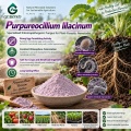 مسحوق الميكروبات Purpureocellium lilacinum لعلاج الديدان الخيطية وإدارة منطقة الجذر