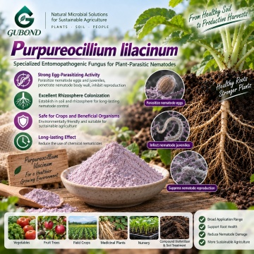 مسحوق الميكروبات Purpureocellium lilacinum لعلاج الديدان الخيطية وإدارة منطقة الجذر