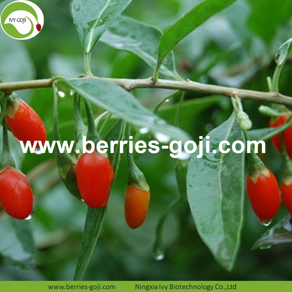 goji berry