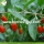 Factory Supply Fruits Premium Vitamins Goji Berry