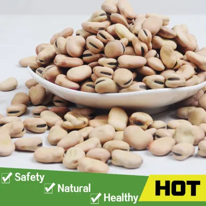 Good price green broad beans of good quality