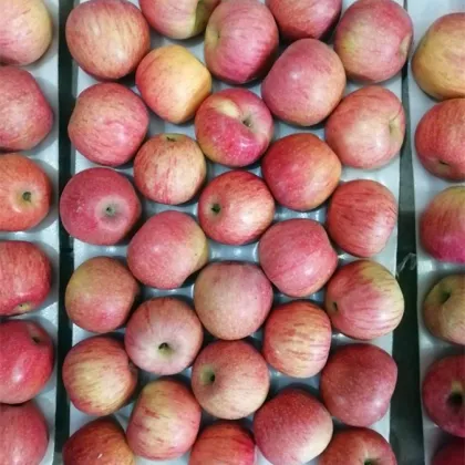 Paper Bagged Qin Guan