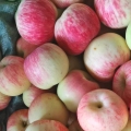 Pomme fraîche de saison 2019