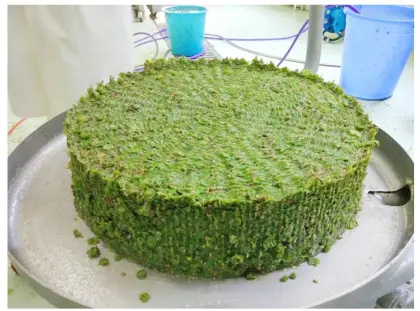 Grape Juice Machine for White Grape Juice Concentrate - Made in China