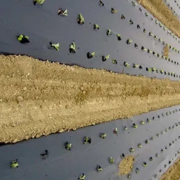 Agricultural Plastic Sheet Used to a Ground Cover