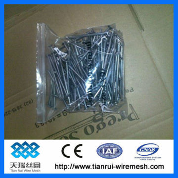 Professional Round Wire Nail (Factory)