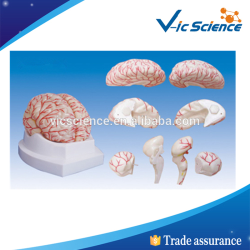 Advanced Anatomical Brain Model with Artery with 8parts