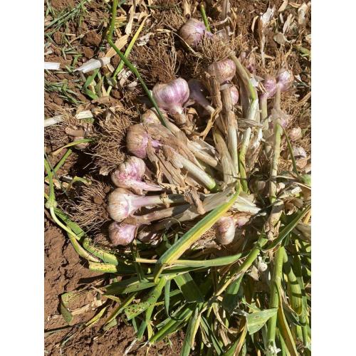 Ail d&#39;ail blanc pur de 5,0 cm de qualité supérieure