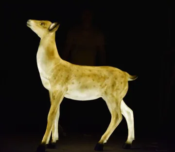 Female Sika Deer C Lights