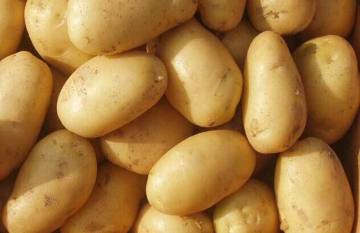 Best Quality Fresh Potato