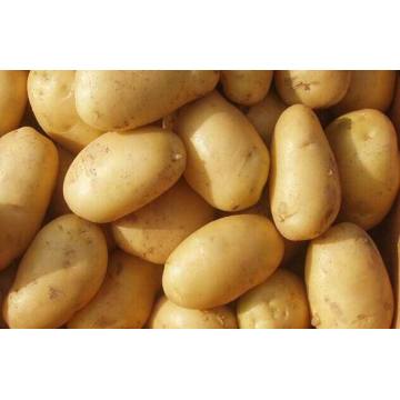 super quality 2020 crop fresh potato