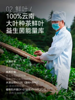 Authentic Traditional Sour Tea for Natural Wellness