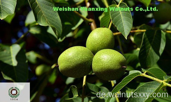 geschälte natürliche Walnusskerne -Lichtquartiere
