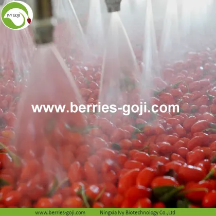 Nutrition Dried Organic Certificated Wolfberry