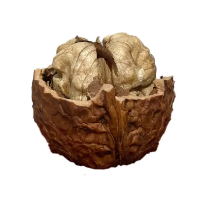 Yunnan Da Pao Walnut Kernel Pieces