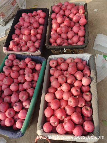 2021 Fuji Apple Red Fuji Apple For Export fuji apple factory