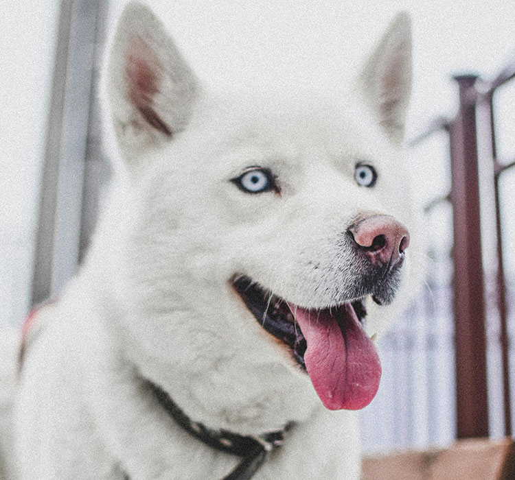 What to Do When Your Dog Is Unhappy? Bringing Joy Back with Dog Latex Toys