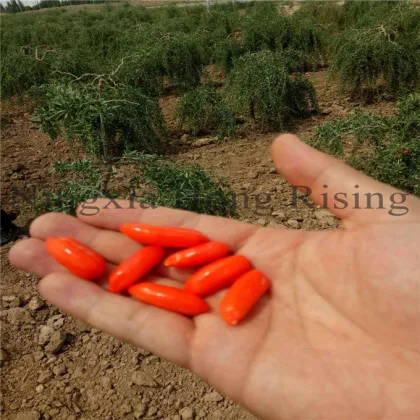 Ningxia Organnic goji berries superfruit wolfberry